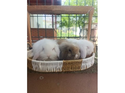 Hollanda Teddy Lop 35 Günlük Tavşan Yavrular