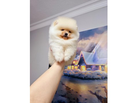 Pomeranian Boo Erkek Yavrum 2.5 Aylık
