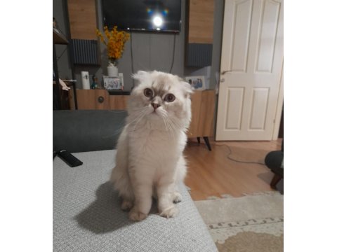 Kedimiz Reachera Yuva Arıyoruz