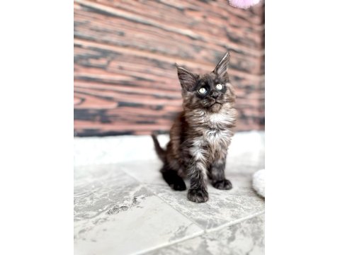 Wcf Kayıtlı Full Şecereli Şampiyon Soylu Maine Coon Yavruları
