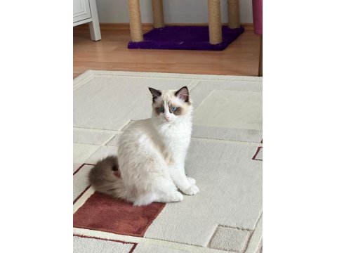 10 Aylık Erkek Bicolor Ragdoll
