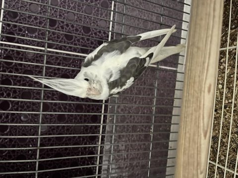 2025 Bilezikli Erkek Mutasyon Sultan Papağanı