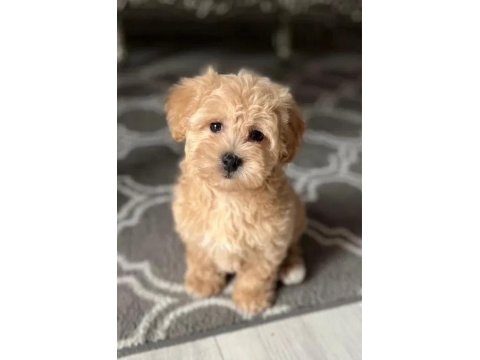 Oyuncak Gibi Maltipoo Bebeklerimiz