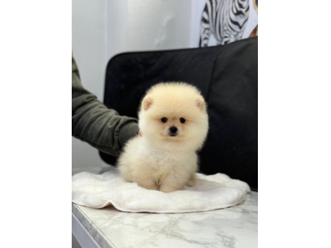 Dişi Ve Erkek Pomeranian Yavrularım