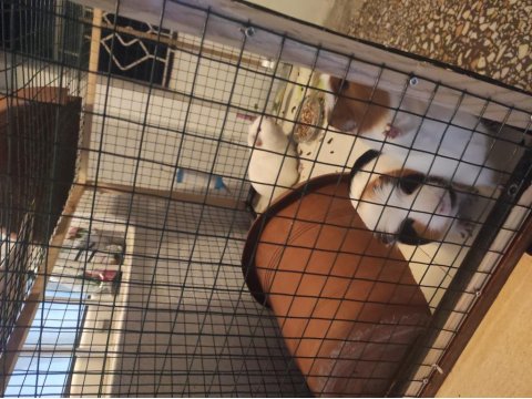 6 Adet Guinea Pig
