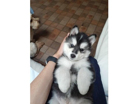 Sağlık Ve Irk Garantili Husky Köpekler Mavi Boncuk