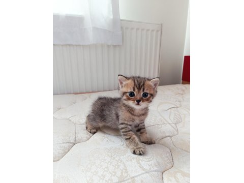 Dünyalar Tatlısı British Yavrularımız Yeni Yuvalarını Arıyor