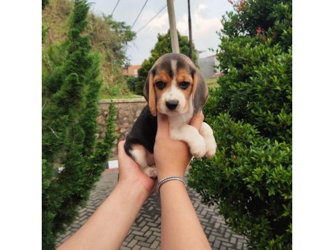 Irk Garantili Beagle Yavruları
