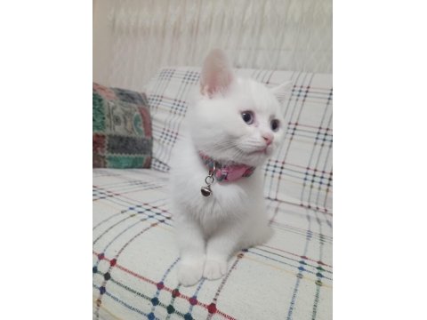 2 Aylık Erkek British Shorthair