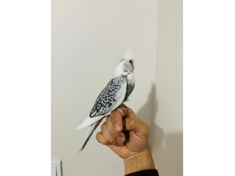 40 Günlük Sultan Papağanı Yavruları