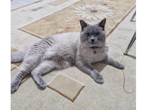 Kedimize Yeni Evini Ve Sahibini Arıyorum