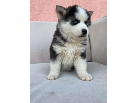 Irk Garantili Husky Yavrularımız