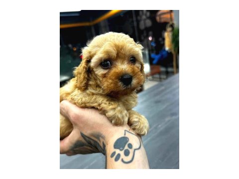 Teacup Mikro Boy Maltipoo Bebekler