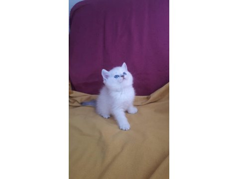 British Ve Scottish Kediler