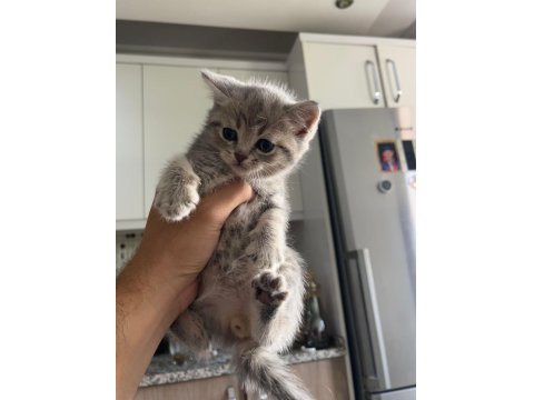 Minnak Sevecen Ve Oyuncu British Shorthair