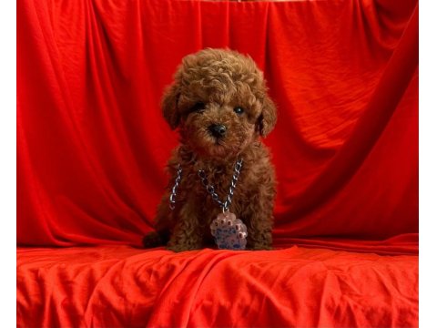 Safkan Toy Poodle Yavru Köpeklerimiz