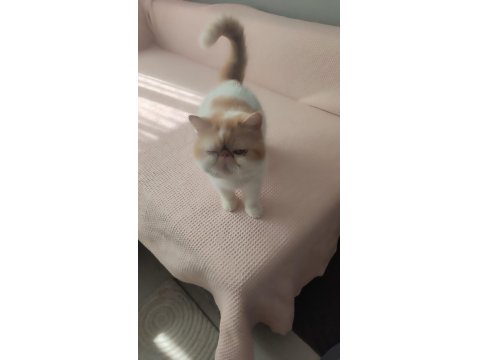4 Yaşında 3 Doğum Yapmış Exotic Shorthair Sıfır Burun Kısır Değil