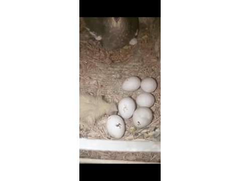 Çift Sultan Papağanı