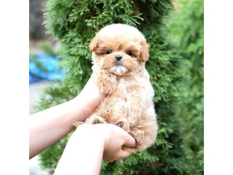 Maltipoo Cinsi Bebeklerim Korean