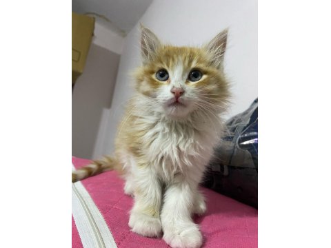 4 Aylık Kedim Satılıktır
