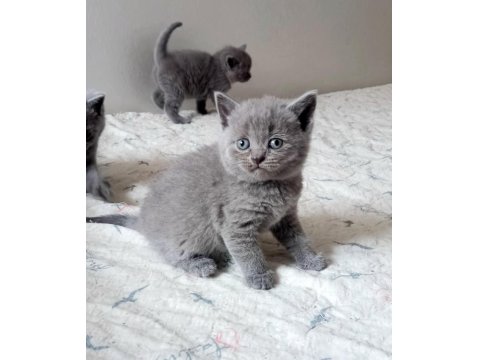 Rezerveye Uygun British Shorthair Golden Ve Blue Yavrular