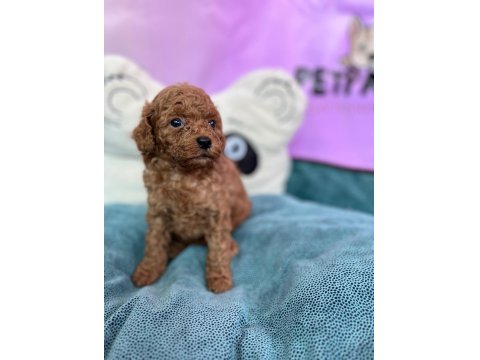 Red Brown Toy Poodle Bebekler
