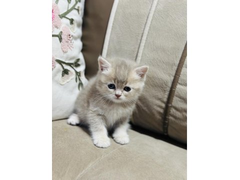 Yavru Kedimize Yuva Arıyoruz