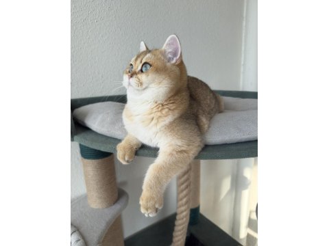 Pet Şecereli Safkan British Shorthair Bebekler