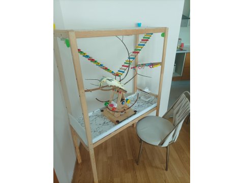 6-7 Aylık Evcil Erkek Sultan Papağanı Ve El Yapımı Kafes