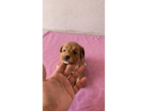 Maltipoo Bebek Köpekler