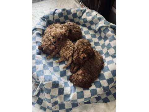 2 Aylık Red Poodle Bebeklerimiz Yeni Yuvalarını Arıyor