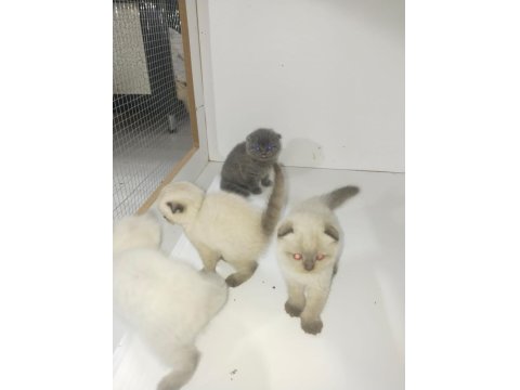 40 Günlük Scottish Fold Yavrular