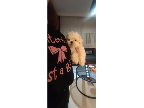 Fci Şecere Belgeli Maltese Erkek