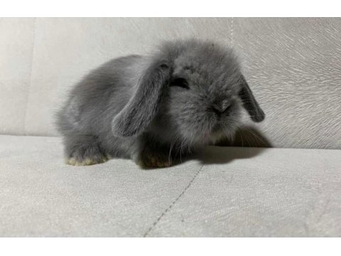 Hollanda Mini Ve Cüce Yavru Tavşanlar Her Yere Gönderilir