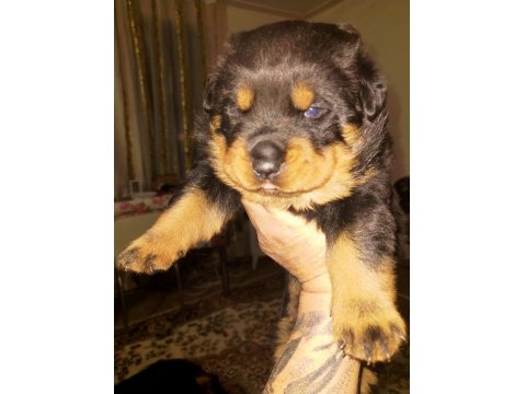 Koca Kafa Rottweiler Yavrular Xxl