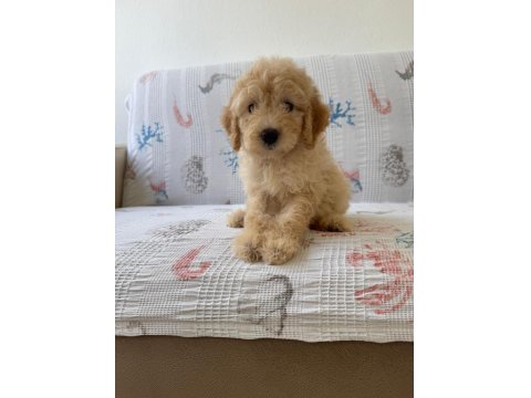 Ruhsatlı İşletmeden Toy Poodle