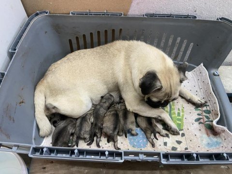 Pug Annelik Tecrübeli Dişi