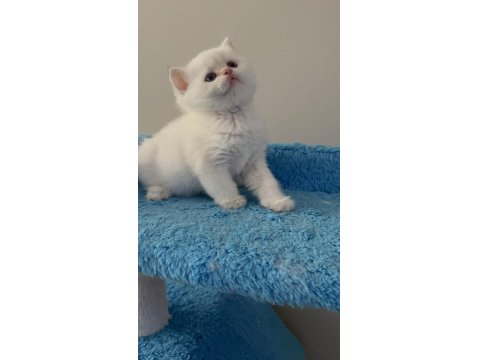 British Shorthair Golden Point Dişi & Erkek Yavrular