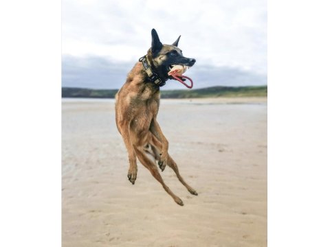 Belçika Kurdu Yavruları Sağlık Ve Irk Garantili