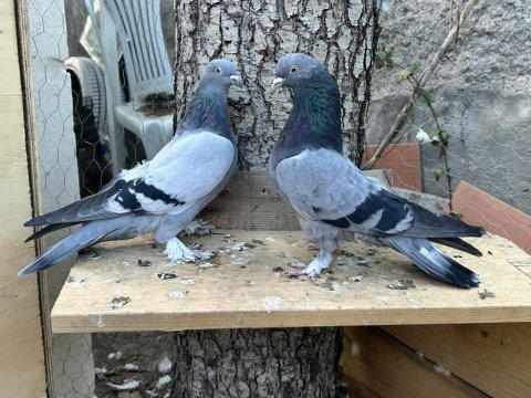 Tek, Toplu Veya Takım Güvercinler