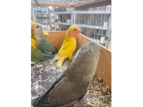 Sağlıklı Yavru Sevda Papağanlar