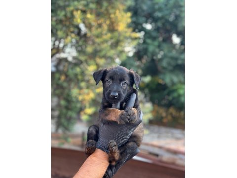 A+ Belçika Malinois Yavrular