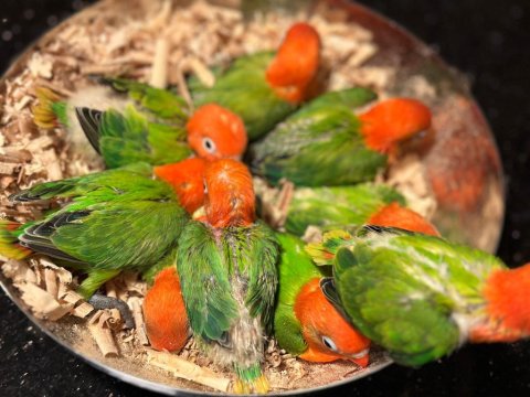 El Besleme Evcil Bebek Papağanlar