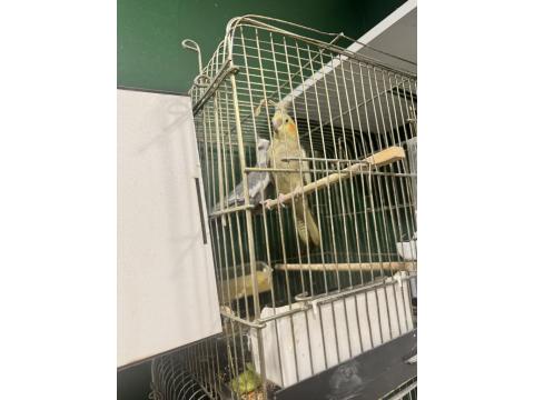 Takım Yumurtalı Sultan Papağanı