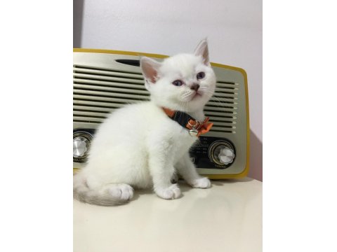 British Longhair Golden Ve Red Point Yavrularımız