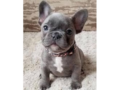French Bulldog Yavrularım Yeni Sahiplerini Bekliyor