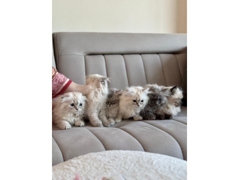 2 Aylık Yavru Chinchilla Melezi Kedimiz