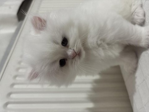 British Longhair Yavrusu