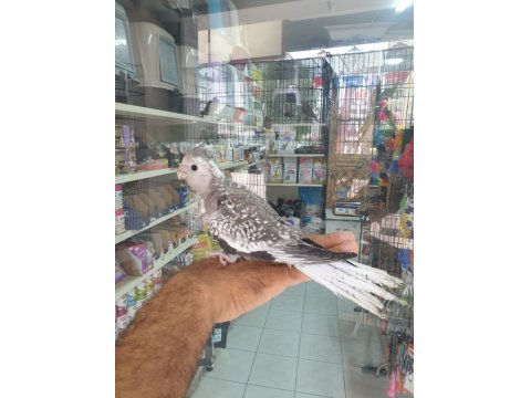 Wifi Pied Sultan Papağanı Tahminen Erkek