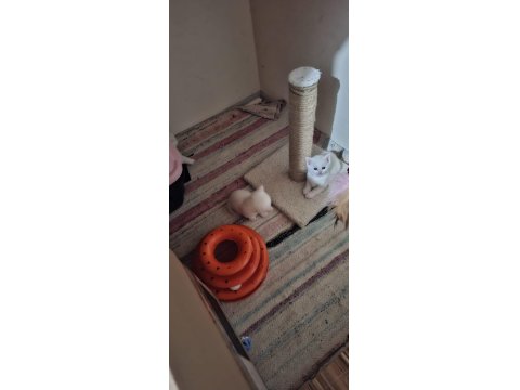 40 Günlük British Shorthair Yavruları Kar Beyaz Masmavi Gözler